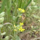 Yellow Alyssum