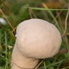 Pestle Puffball