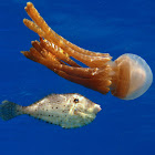 Jellyfish