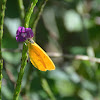 Large Orange Sulphur