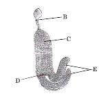 Post Fertilisation Structures and Events, Special Modes of Reproduction