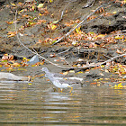 Lesser Yellowlegs