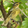 Cape May Warbler