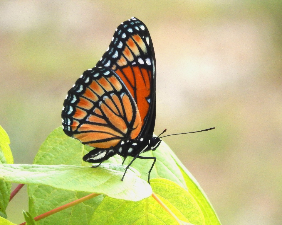 Viceroy Butterfly