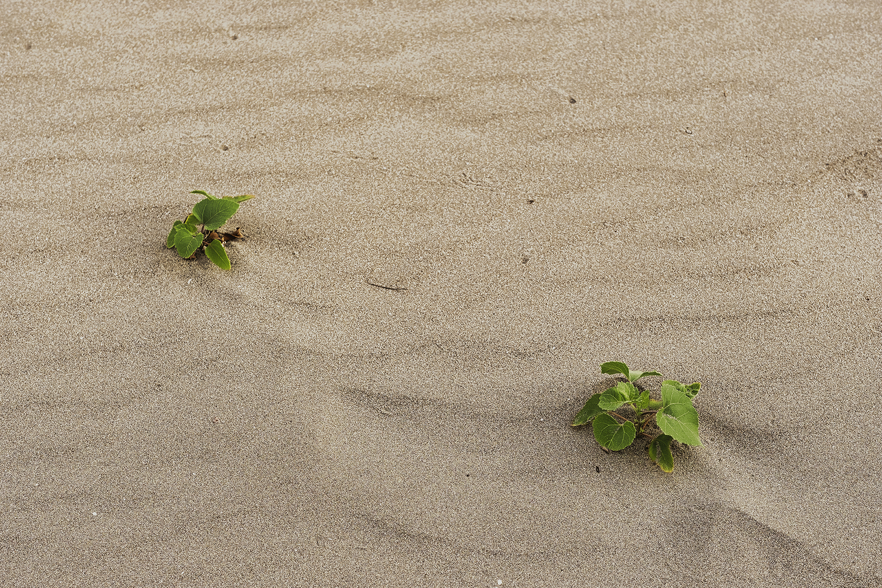 vita tra le dune di Giovi18