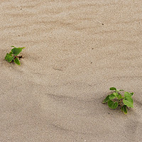 vita tra le dune di 