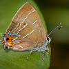 Highton's Hairstreak