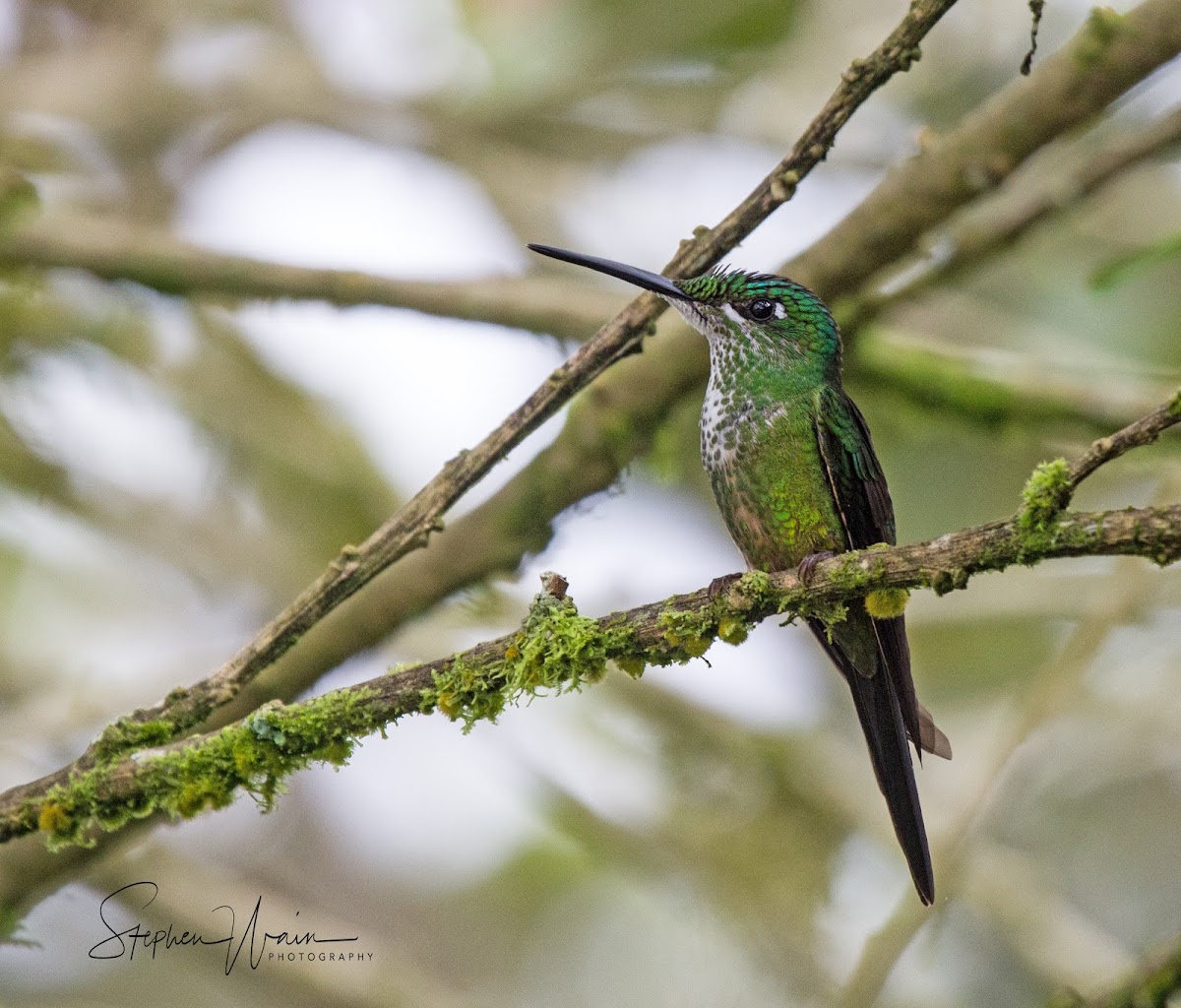 Empress Brilliant Hummingbird