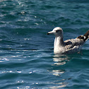 California Gull (Juvenile)