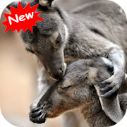 Kangaroo  Icon