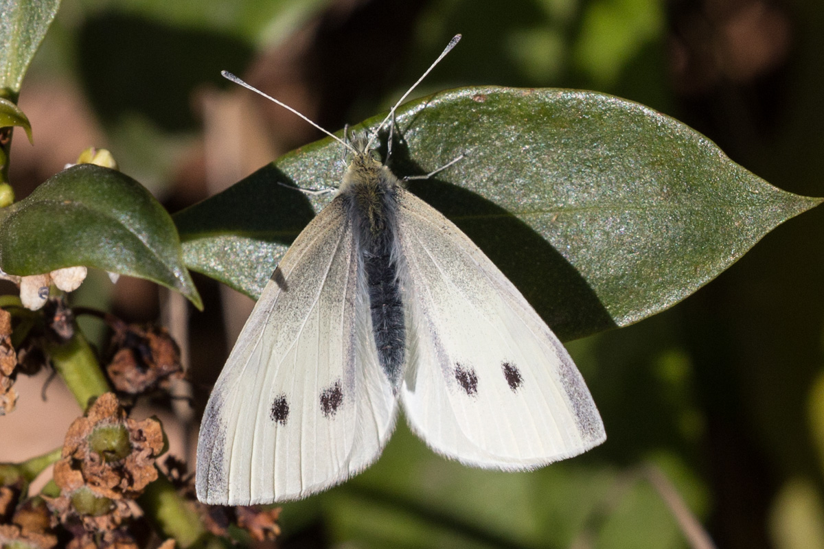 Small White