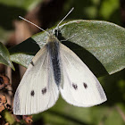 Small White