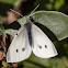 Small White