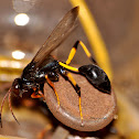 False Mud Dauber