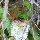 Malagasy Paradise Flycatcher