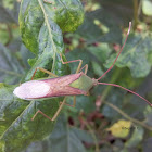 Leaf Footed Bug