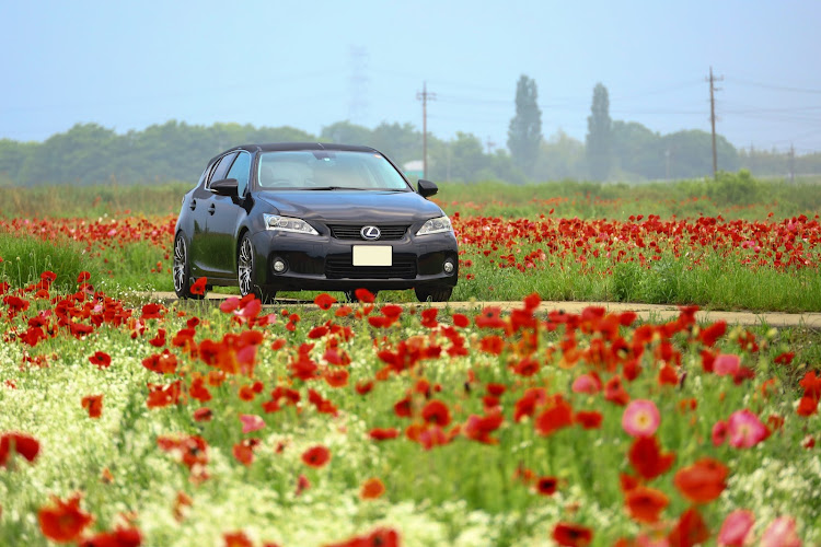 CTのポピー・かすみ草・麦畑・朝活・赤、白、橙、緑、紫に関するカスタム事例の投稿画像8枚目