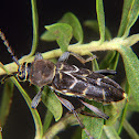 Long horn beetle