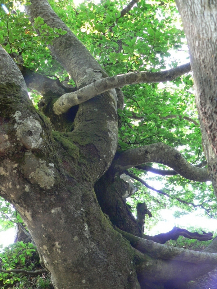 Legami naturali di carlo fierro