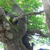 Legami naturali di 