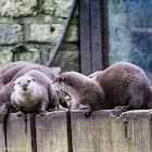 Asian Short-clawed Otter