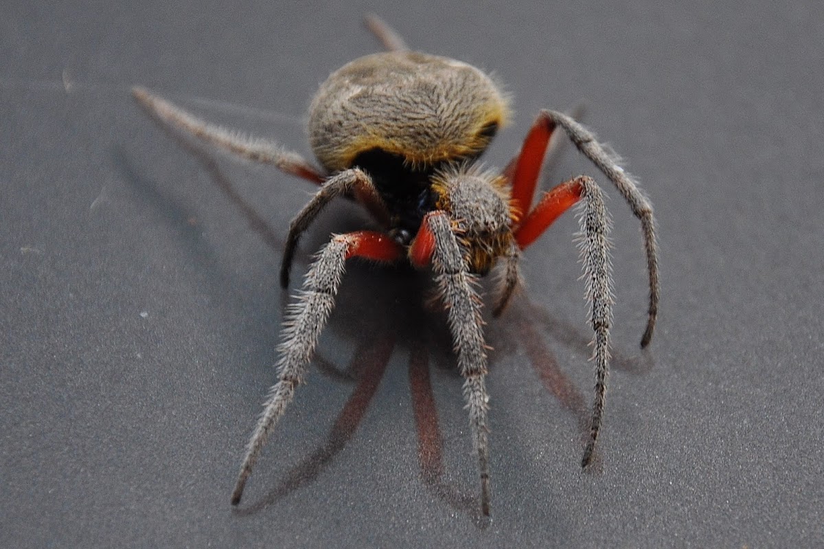 Garden Orb Weaving Spider - Female