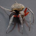 Garden Orb Weaving Spider - Female