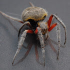 Garden Orb Weaving Spider - Female