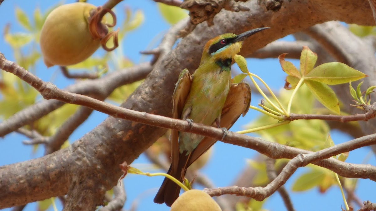 Rainbow Bee-eater (juvenile)