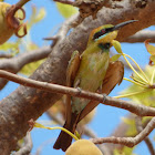 Rainbow Bee-eater (juvenile)