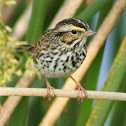 Savannah Sparrow