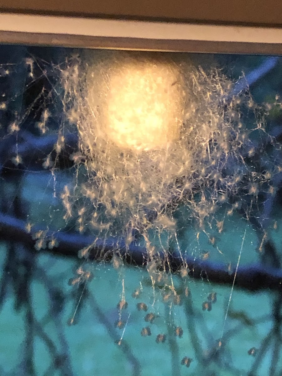 Banana Spider Egg Case