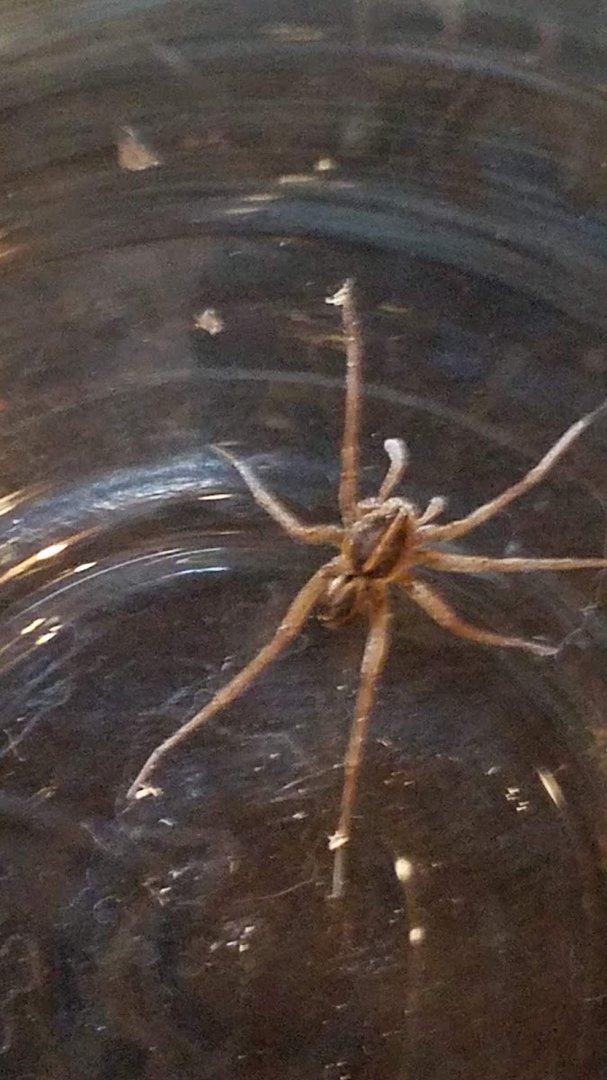 Wolf Spider