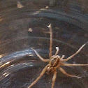 Wolf Spider