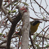 Common Yellowthroat