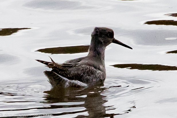 Redshank