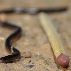 Blind snake.