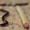 Blind snake.