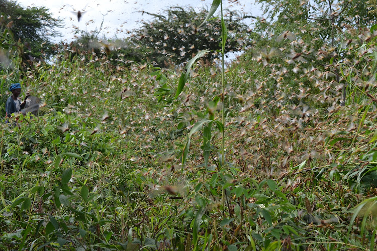 Farmer Syukamwe Kalua scares away locusts that invaded farms at Kwa-Nguru village in Kamwongo, Mwingi North subcountyin Kitui on January 31.