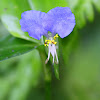 Asiatic Dayflower