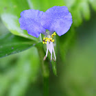 Asiatic Dayflower