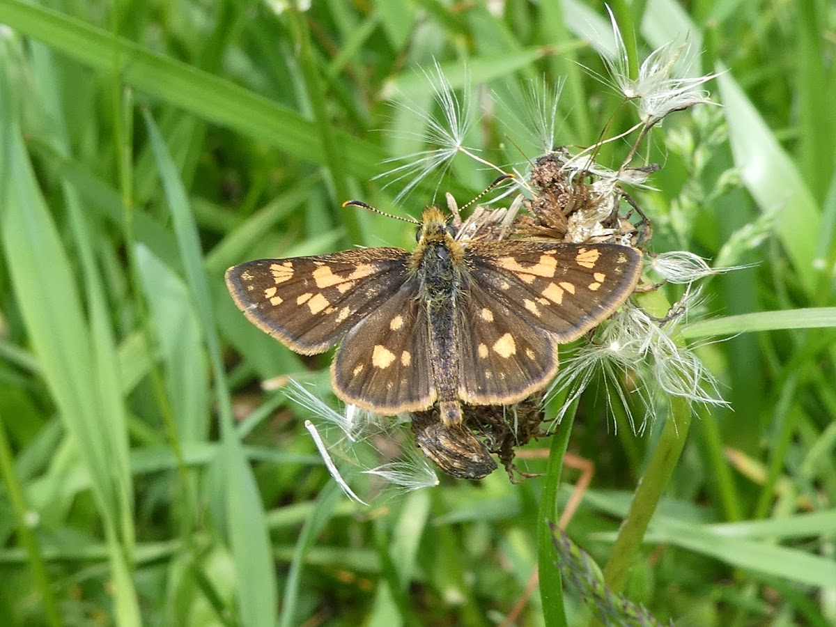 Arctic Skipper