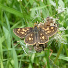 Arctic Skipper