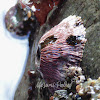 Pink Volcano Barnacle