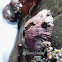 Pink Volcano Barnacle