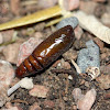 Looper Moth Pupa and Larva