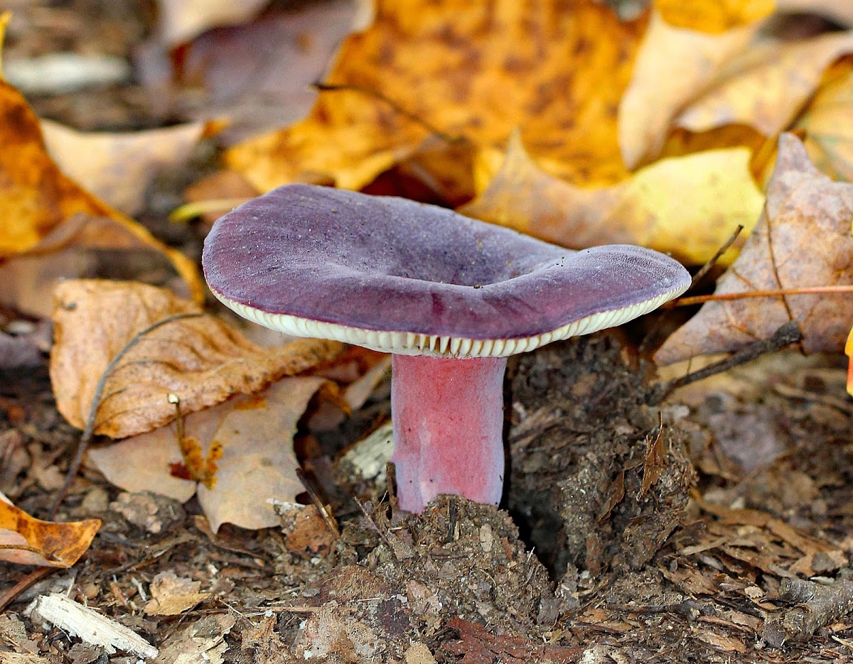 Purple-bloom Russula