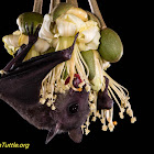 Cave nectar bat