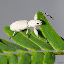 Weevil