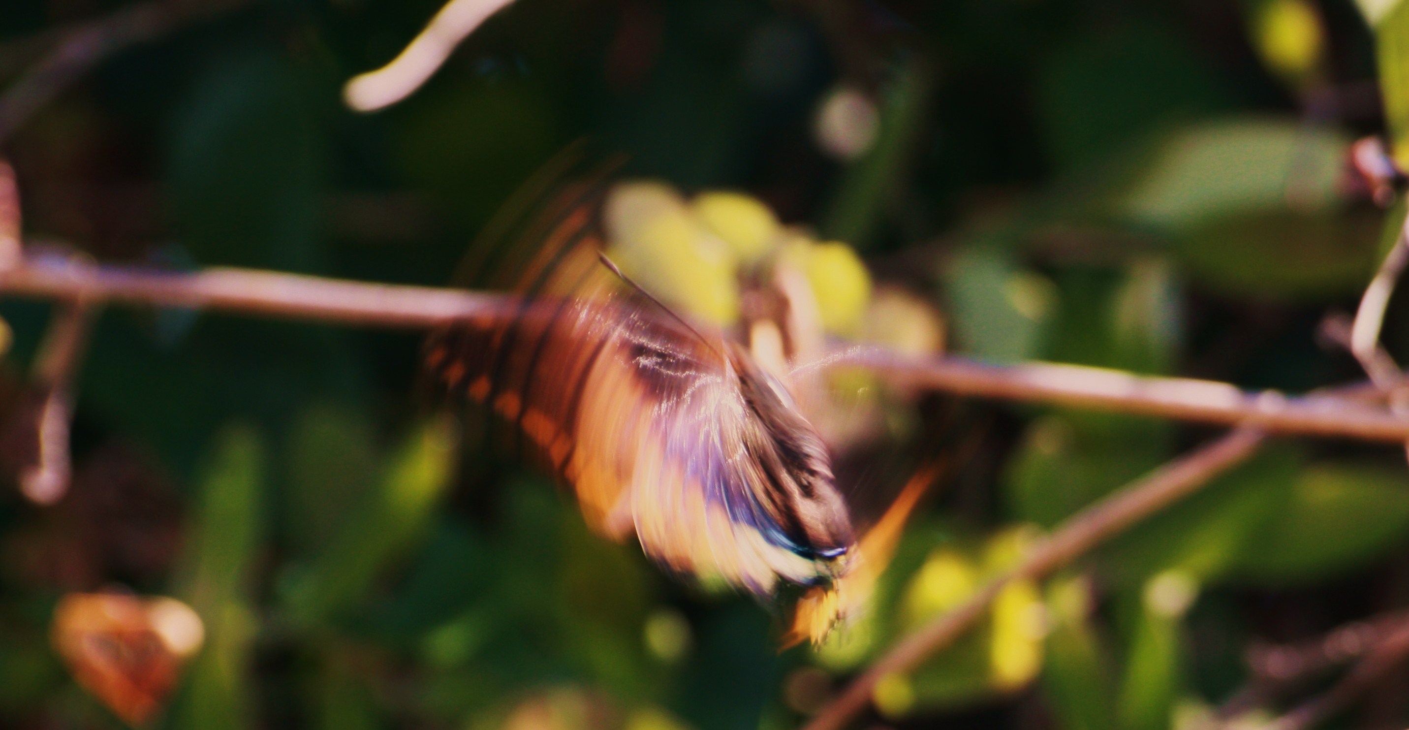 Butterfly. di alearcari